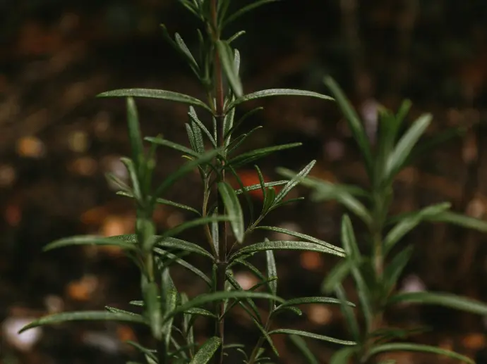 a close up of a plant with leaves