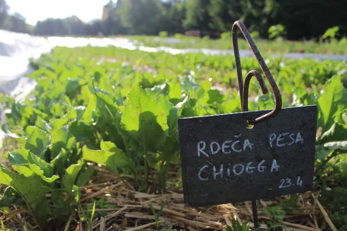 Stalna greda rdeče pese chiogga s tablo iz skrilavca
