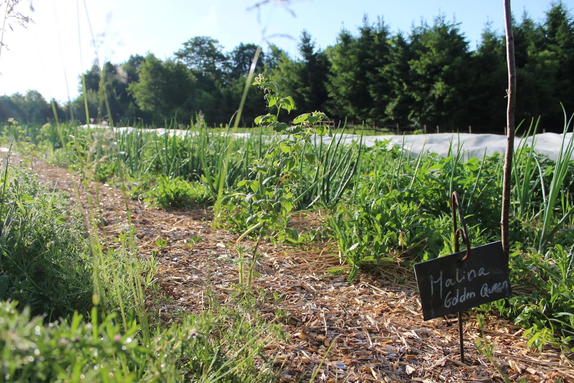 Malina Golden Queen