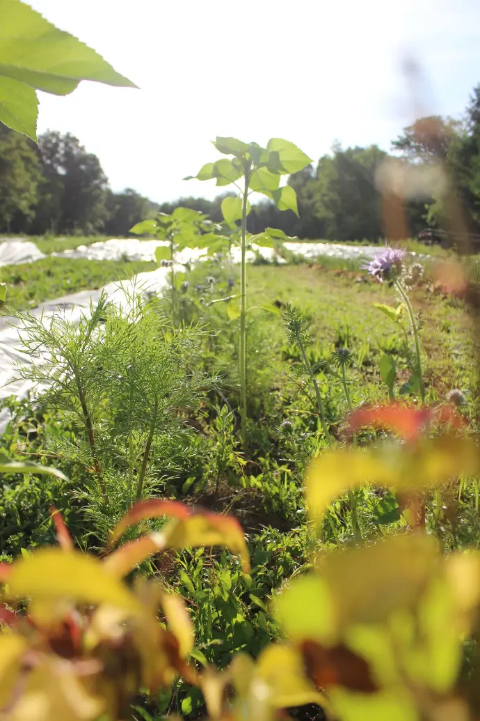 Živa meja iz medovitih trajnic za zavetje biotske raznovrstnosti